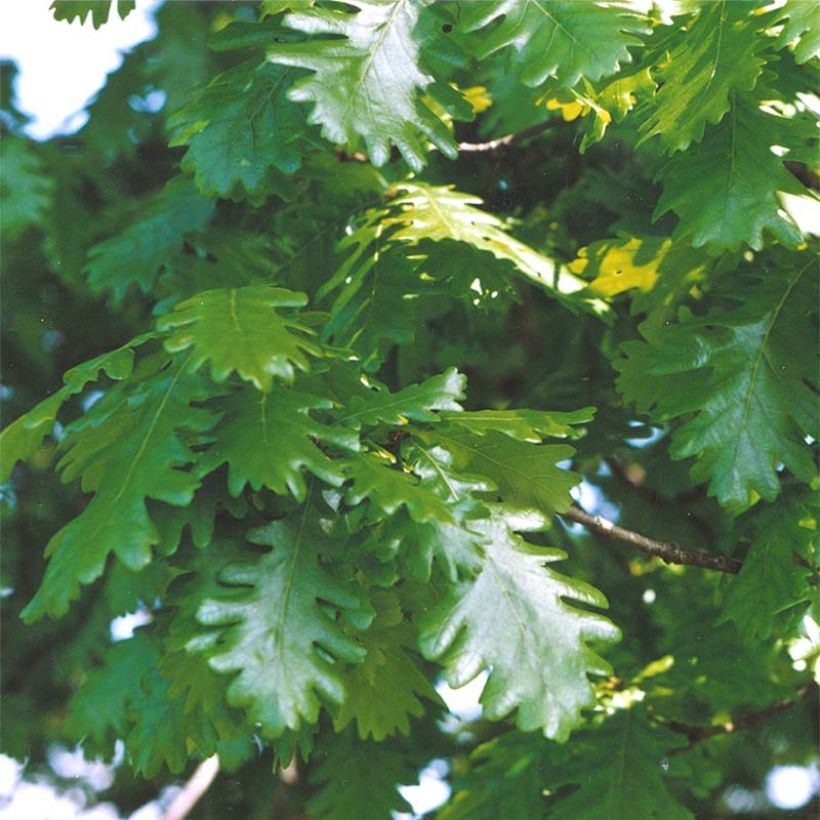Unkarintammi - Quercus frainetto (Lehvistö)