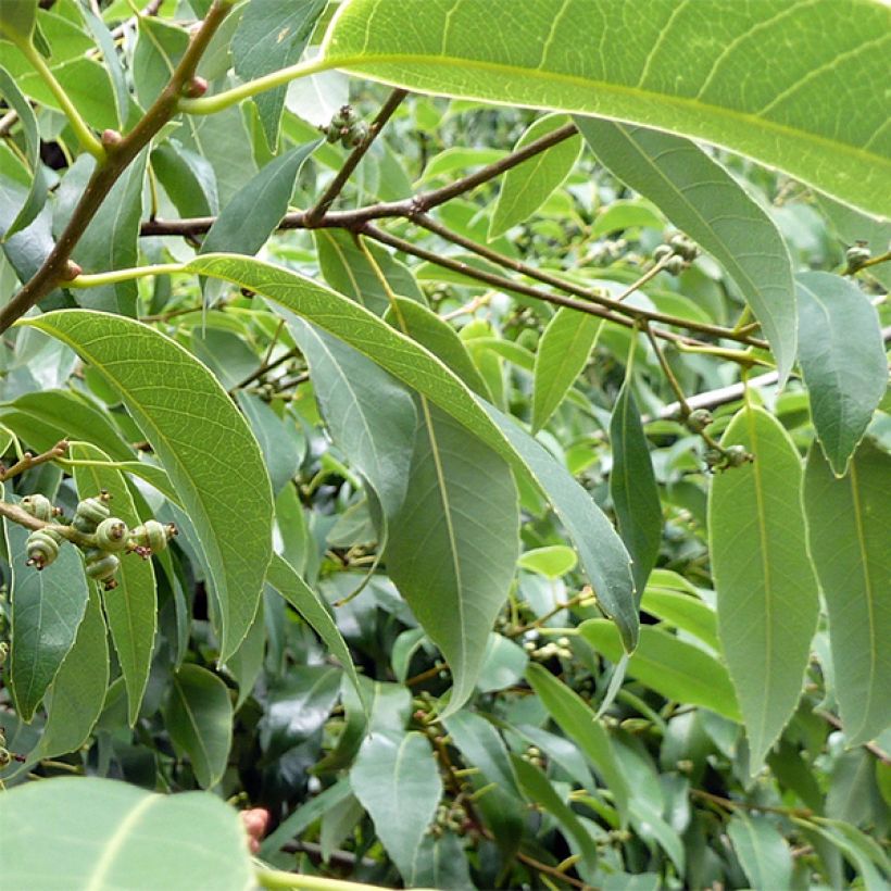 Tamme - Quercus myrsinifolia (Lehvistö)