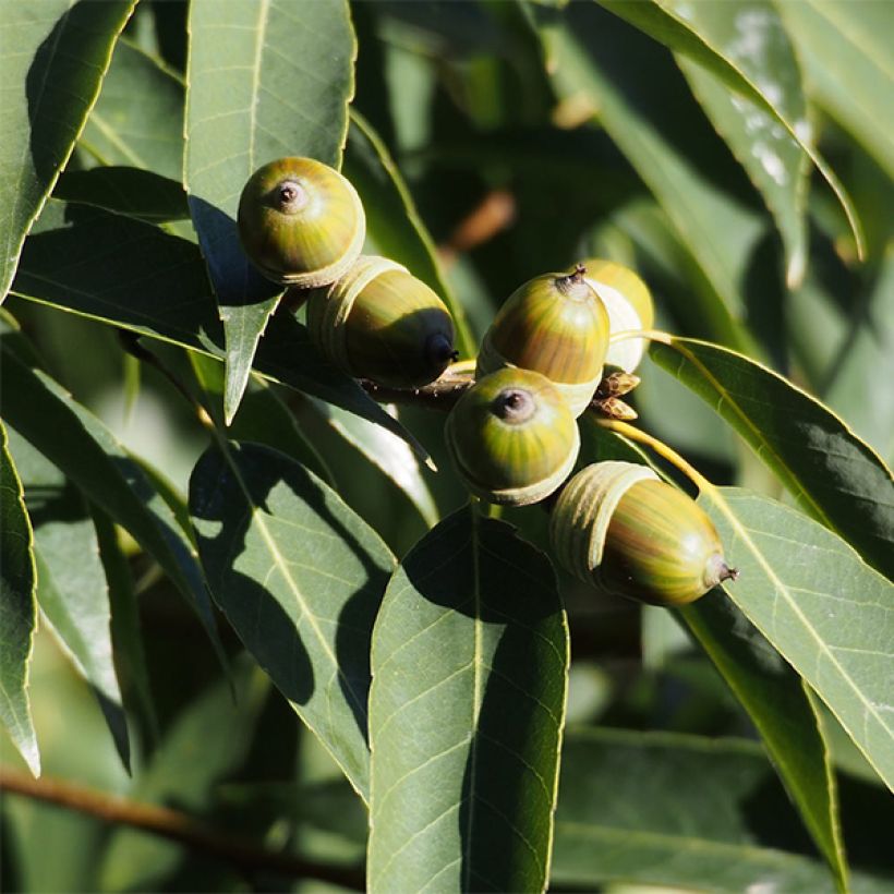 Tamme - Quercus myrsinifolia (Sadonkorjuu)