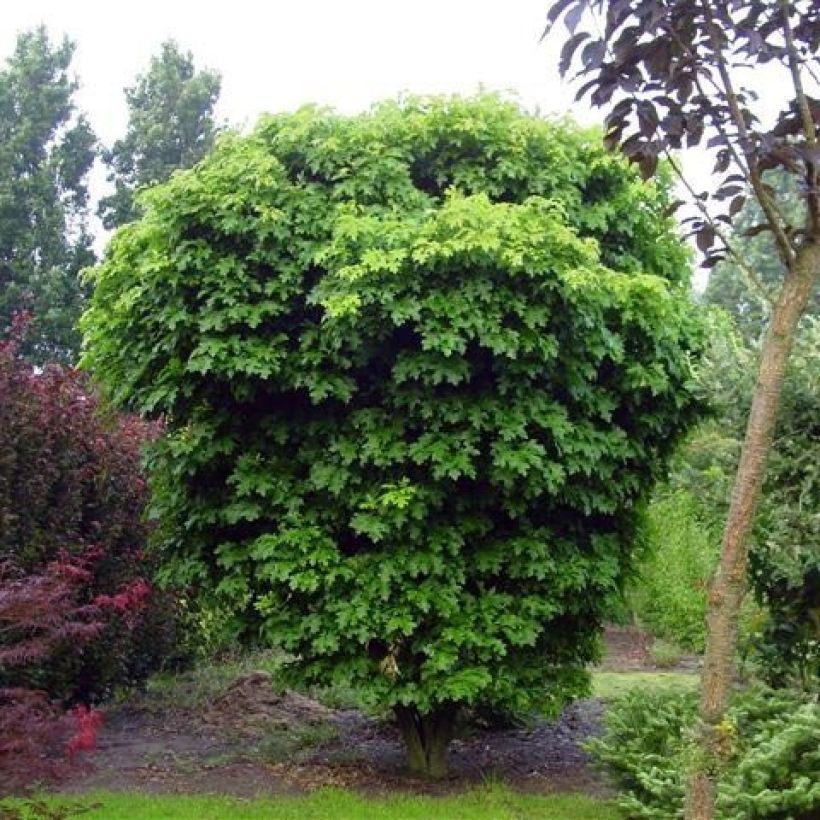 Otatammi Isabel (Kasvutapa)