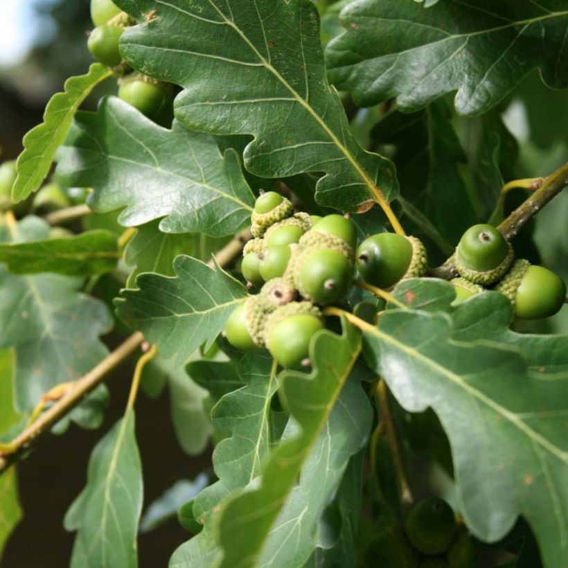 Talvitammi - Quercus petraea (Lehvistö)