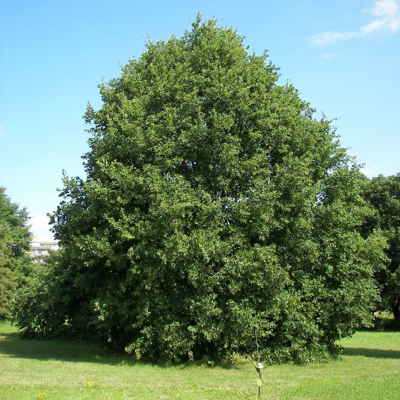 Talvitammi - Quercus petraea (Kasvutapa)
