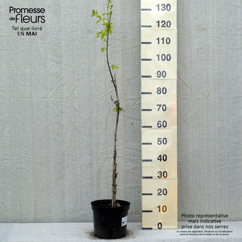 Esimerkki keväällä toimitetusta Metsätammi Concordia Pot de 4L/5L-taimesta