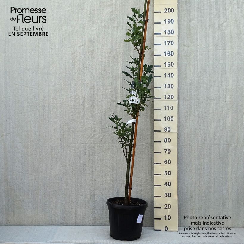 Esimerkki kesällä toimitetusta Metsätammi Fastigiata Koster Pot de 20L/25L-taimesta