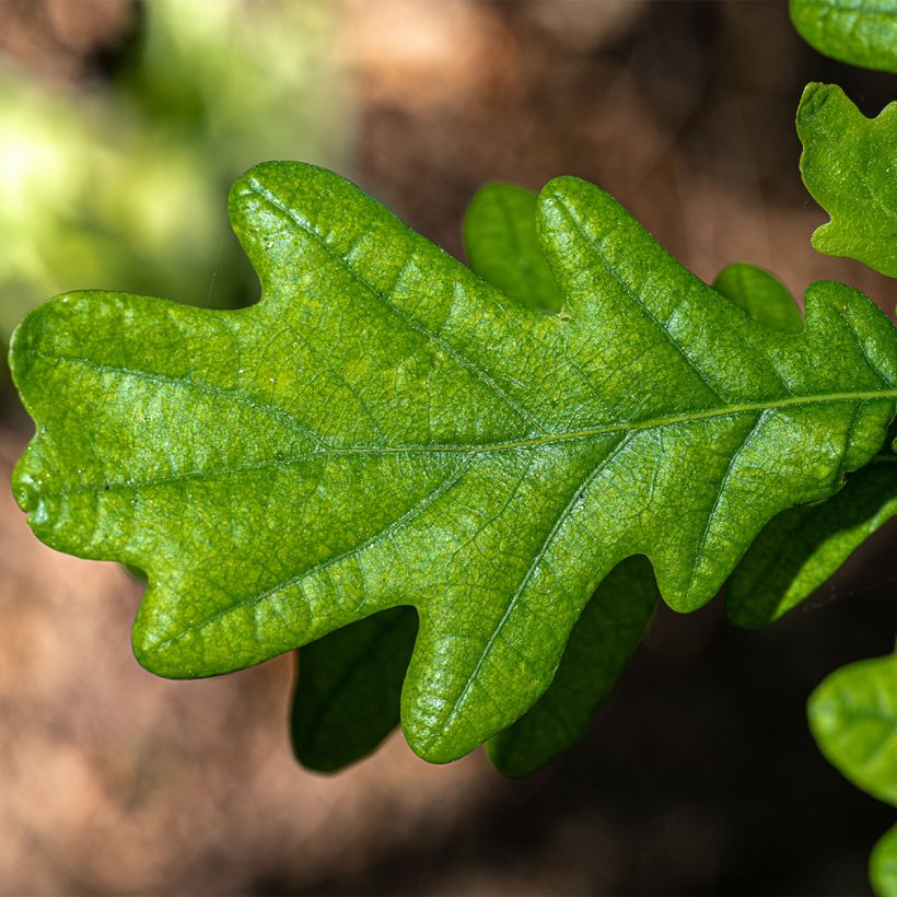 Metsätammi Fastigiata (Lehvistö)
