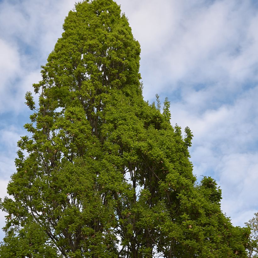 Metsätammi Fastigiata (Kasvutapa)