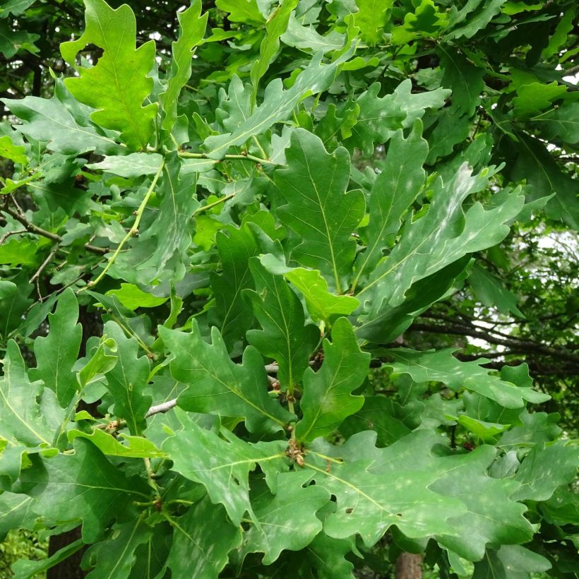 Metsätammi - Quercus robur (Lehvistö)
