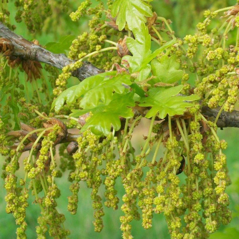 Metsätammi - Quercus robur (Kukinta)