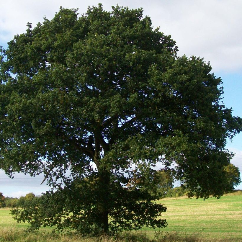 Metsätammi - Quercus robur (Kasvutapa)