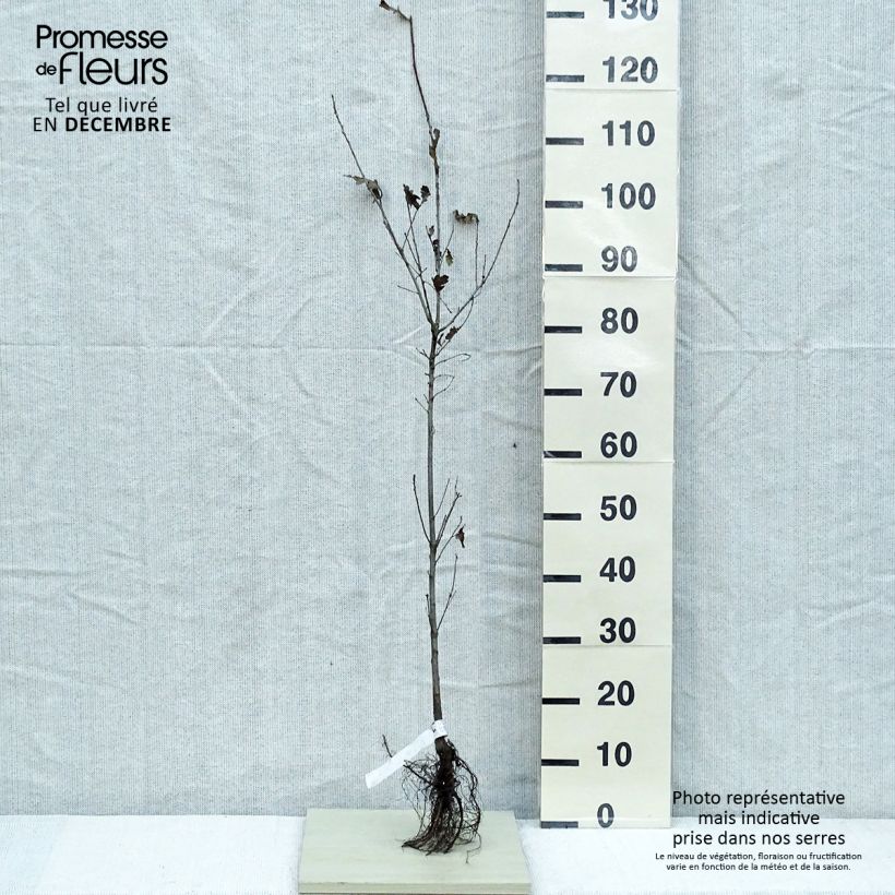 Esimerkki talvella toimitetusta Metsätammi - Quercus robur Paljasjuurinen-taimesta