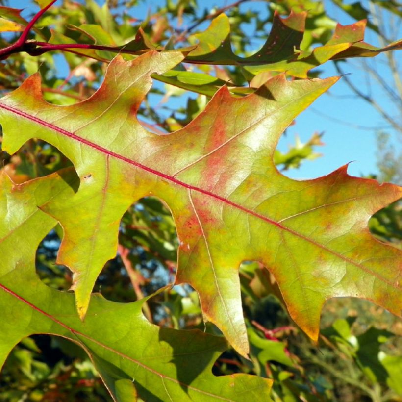 Punatammi - Quercus rubra (Lehvistö)