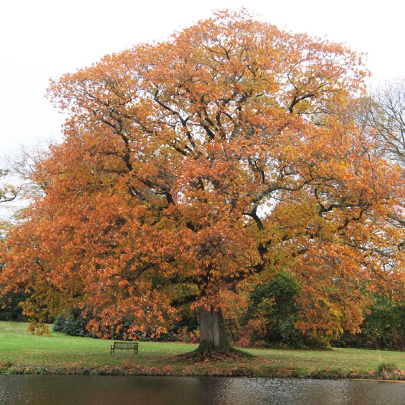 Punatammi - Quercus rubra (Kasvutapa)