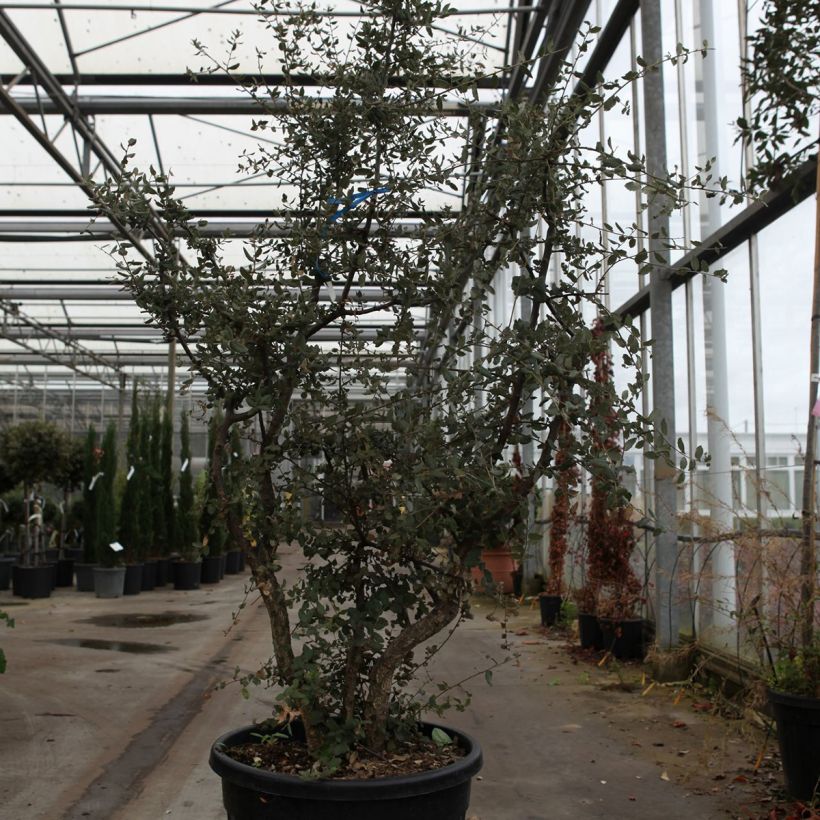Esimerkki keväällä toimitetusta Korkkitammi - Quercus suber Pot de 70L/75L, Pienoinen-taimesta