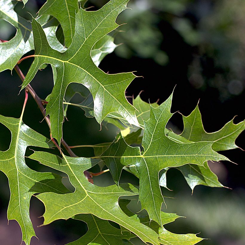 Otatammi - Quercus palustris (Lehvistö)
