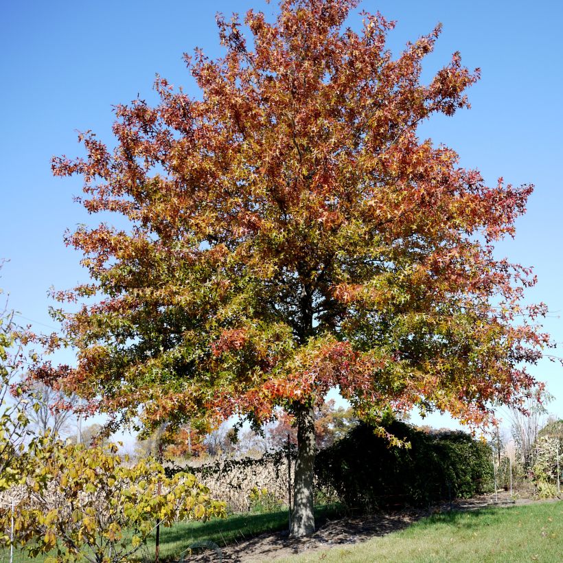Otatammi - Quercus palustris (Kasvutapa)