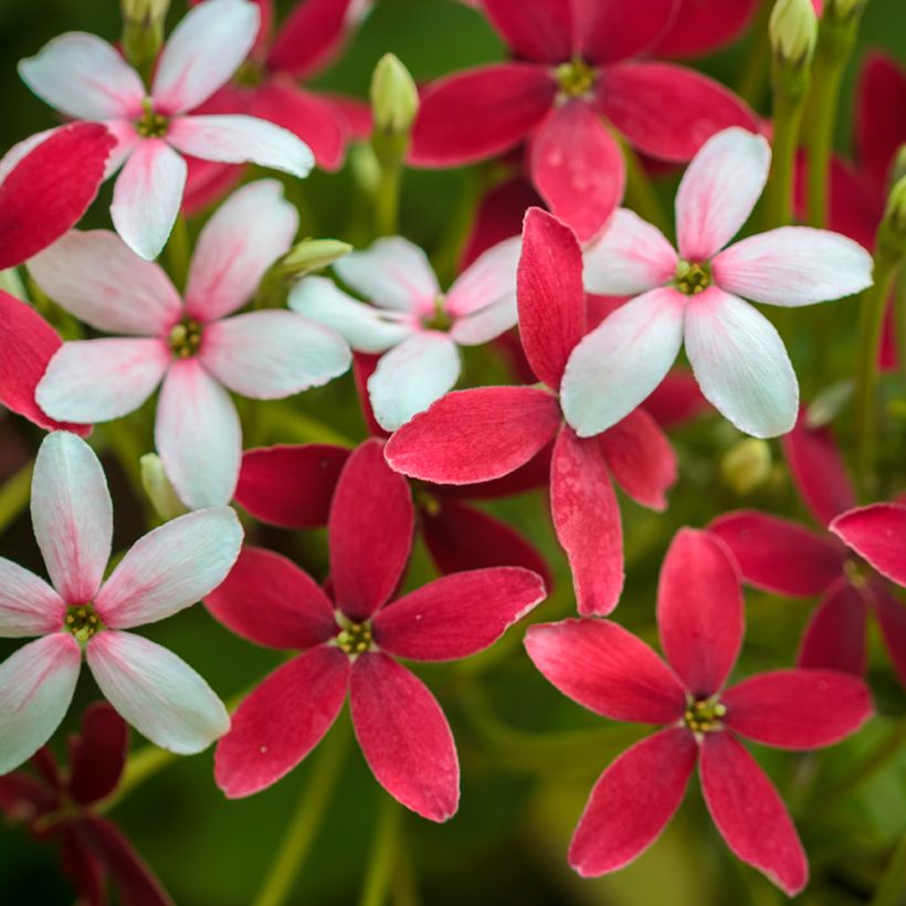 Quisqualis indica (Kukinta)