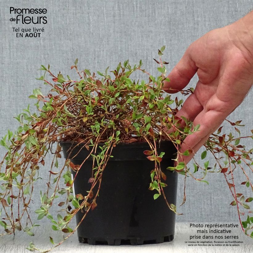 Esimerkki kesällä toimitetusta Ukontattare - Persicaria vacciniifolia Pot de 2L/3L-taimesta