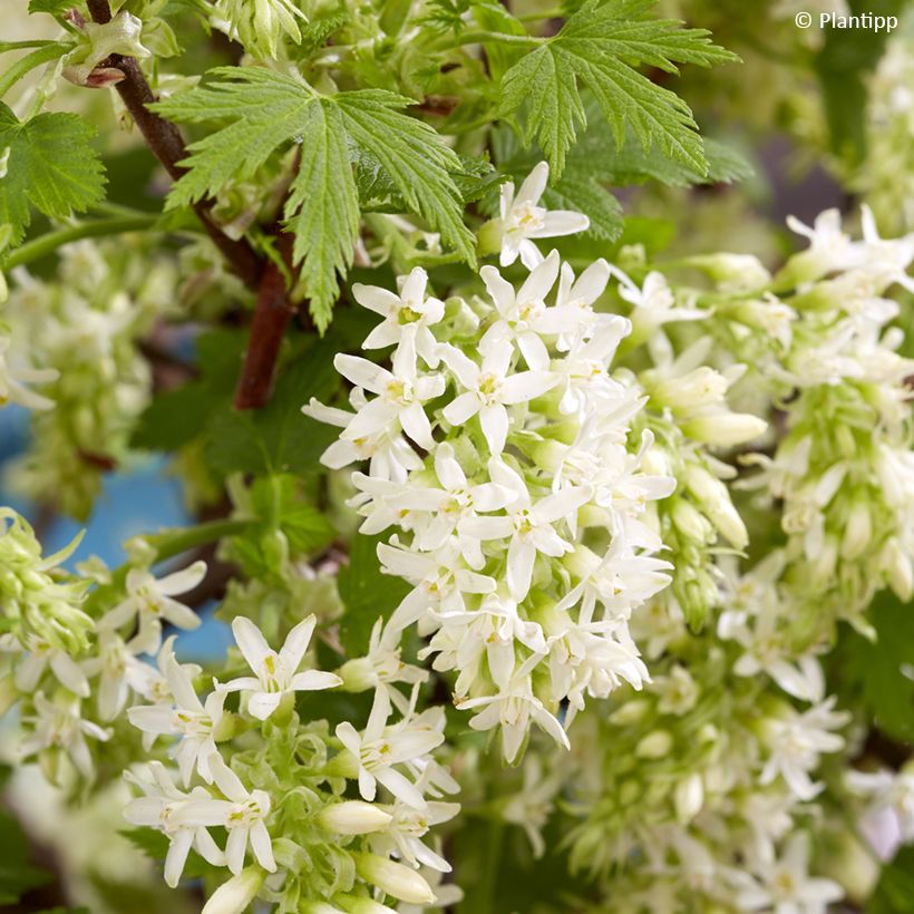 Ruusuherukka Oregon Snowflake (Kukinta)