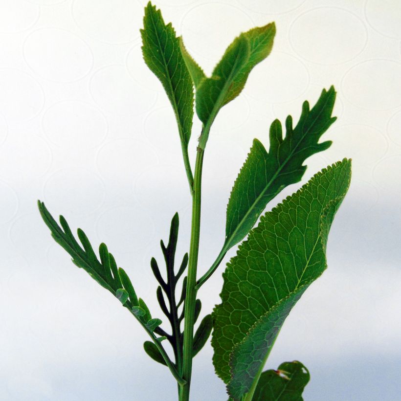 Armoracia rusticana (Lehvistö)