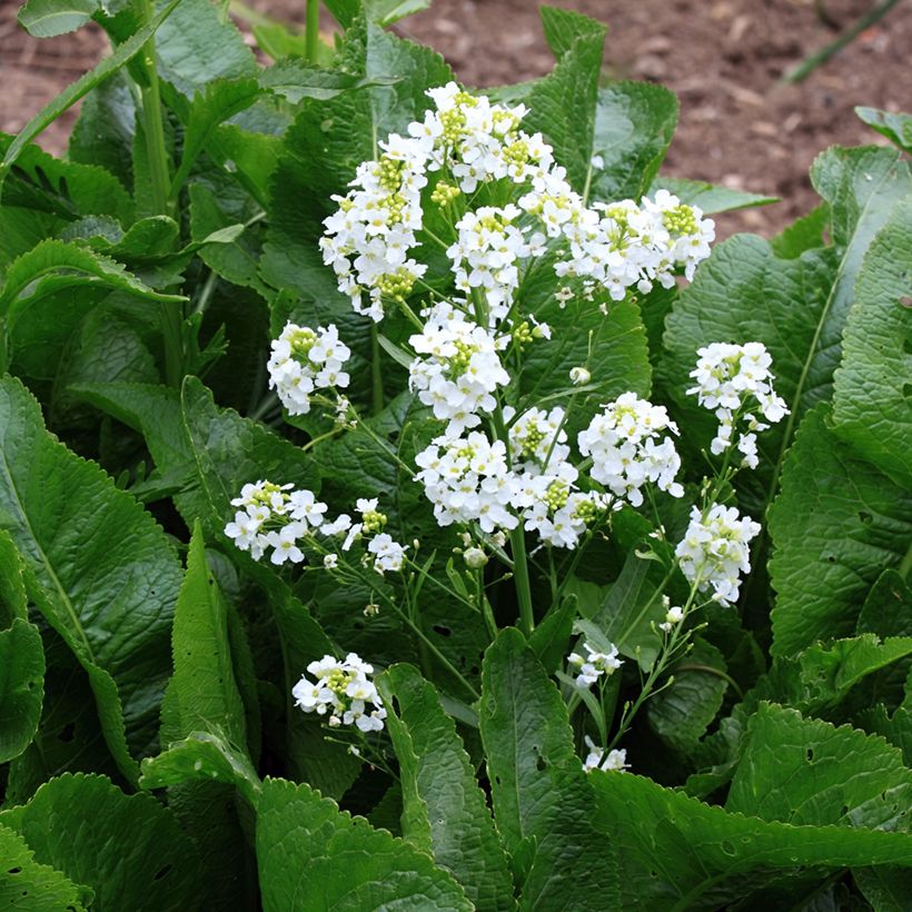 Armoracia rusticana (Kukinta)