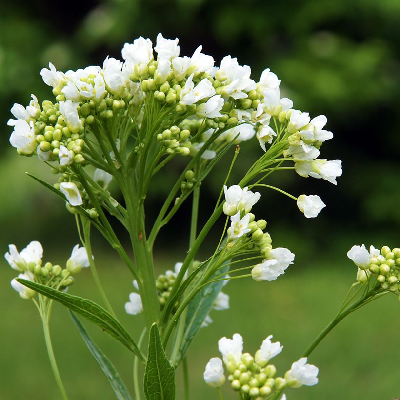 Armoracia rusticana - Piparjuuri (Kukinta)