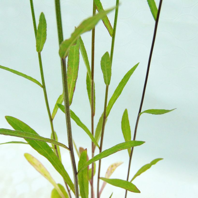 Kauriinkello - Campanula rapunculus (Lehvistö)