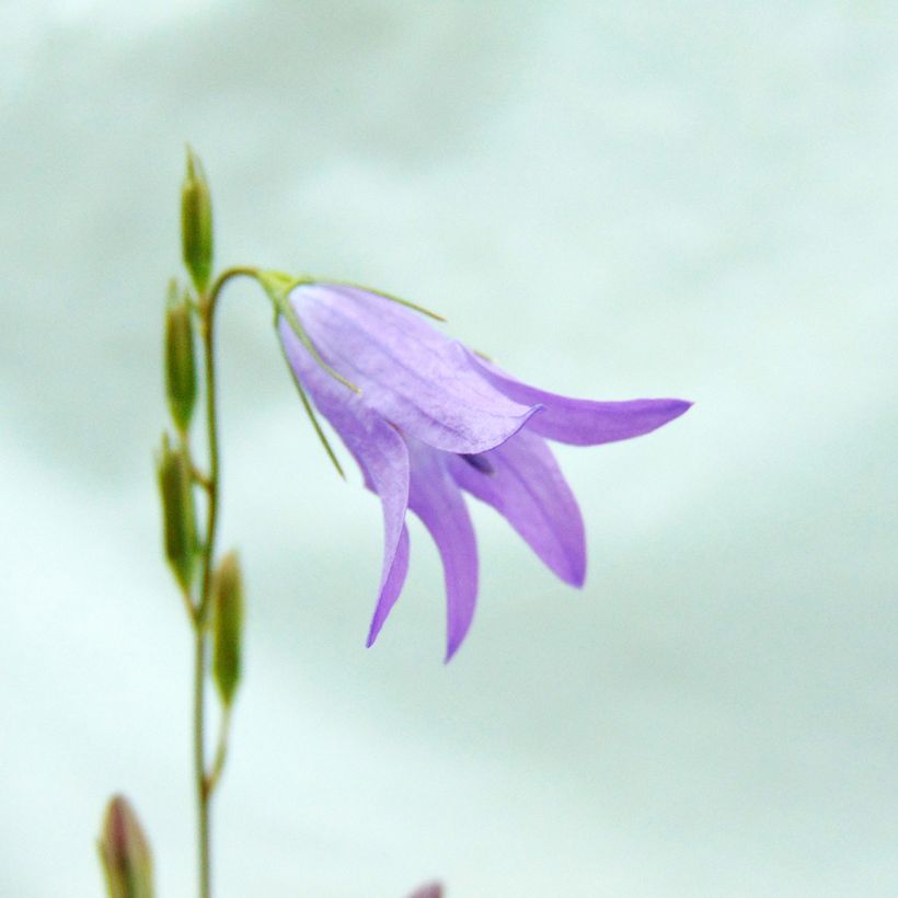 Kauriinkello - Campanula rapunculus (Kukinta)