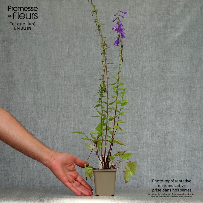 Esimerkki kesällä toimitetusta Kauriinkello - Campanula rapunculus 7/8 cm taimiruukku-taimesta
