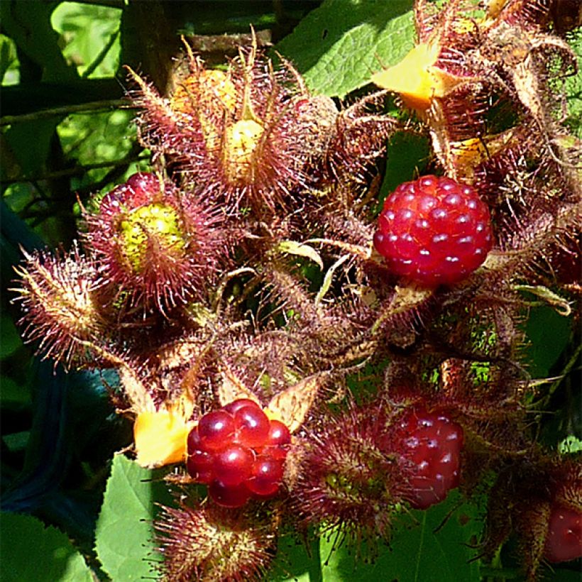 Japaninvatukka Raisin du Japon (Sadonkorjuu)