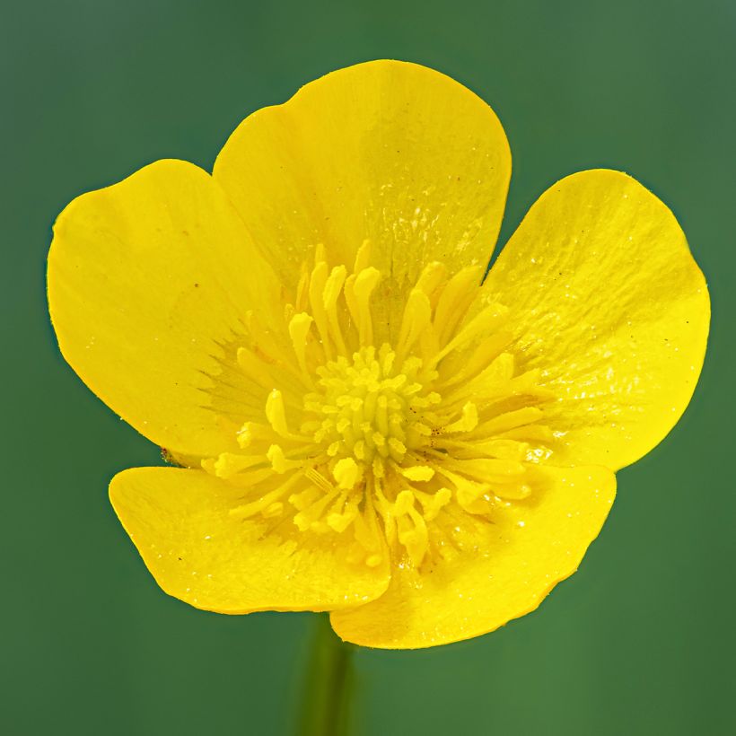 Niittyleinikki - Ranunculus acris (Kukinta)