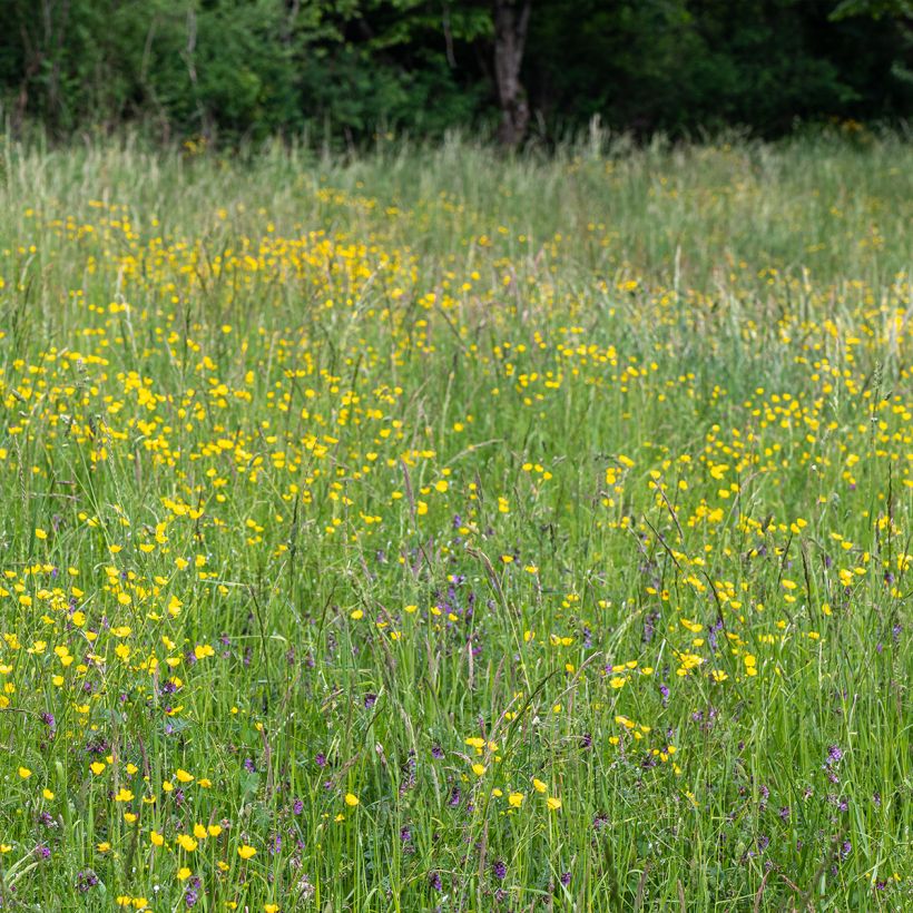 Niittyleinikki - Ranunculus acris (Kasvutapa)