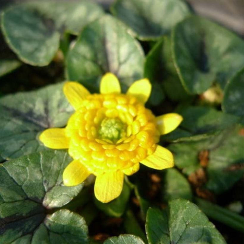 Mukulaleinikki Collarette (Kukinta)