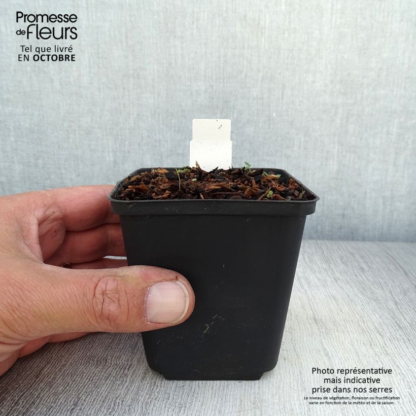 Esimerkki syksyllä toimitetusta Mukulaleinikki Collarette 8/9 cm taimiruukku-taimesta