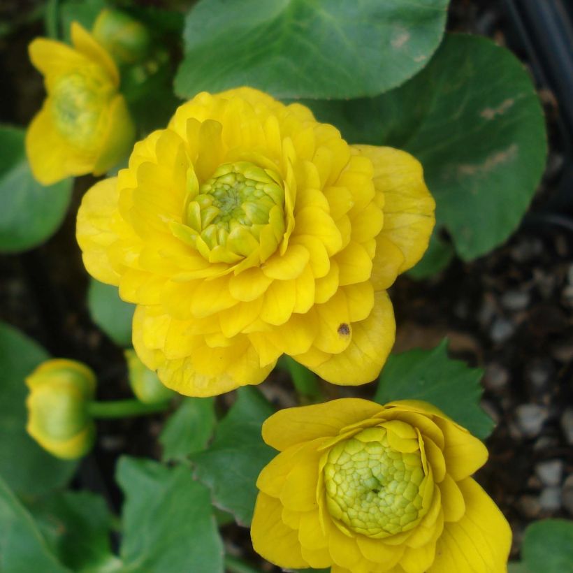 Mukulaleinikki Flore Pleno (Kukinta)