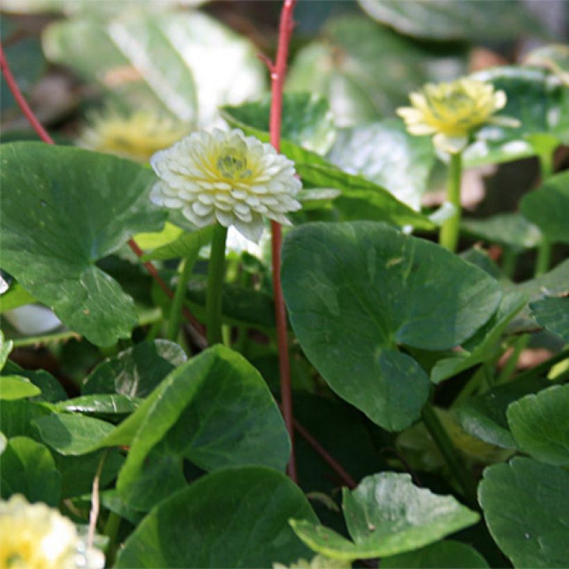 Mukulaleinikki Ken Aslet (Lehvistö)