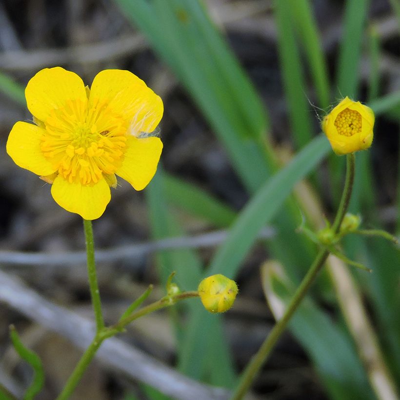 Ojaleinikki - Ranunculus flammula (Kukinta)