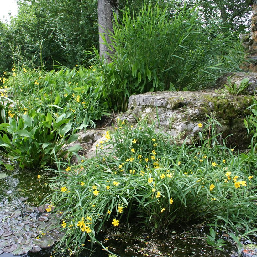 Ojaleinikki - Ranunculus flammula (Kasvutapa)