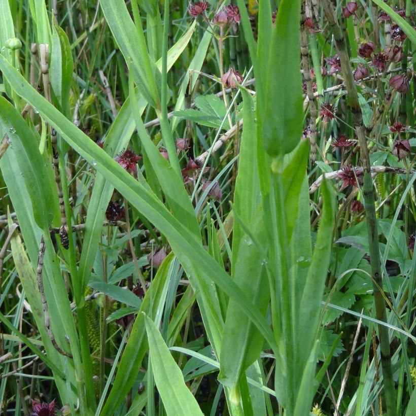 Järvileinikki - Ranunculus lingua (Lehvistö)