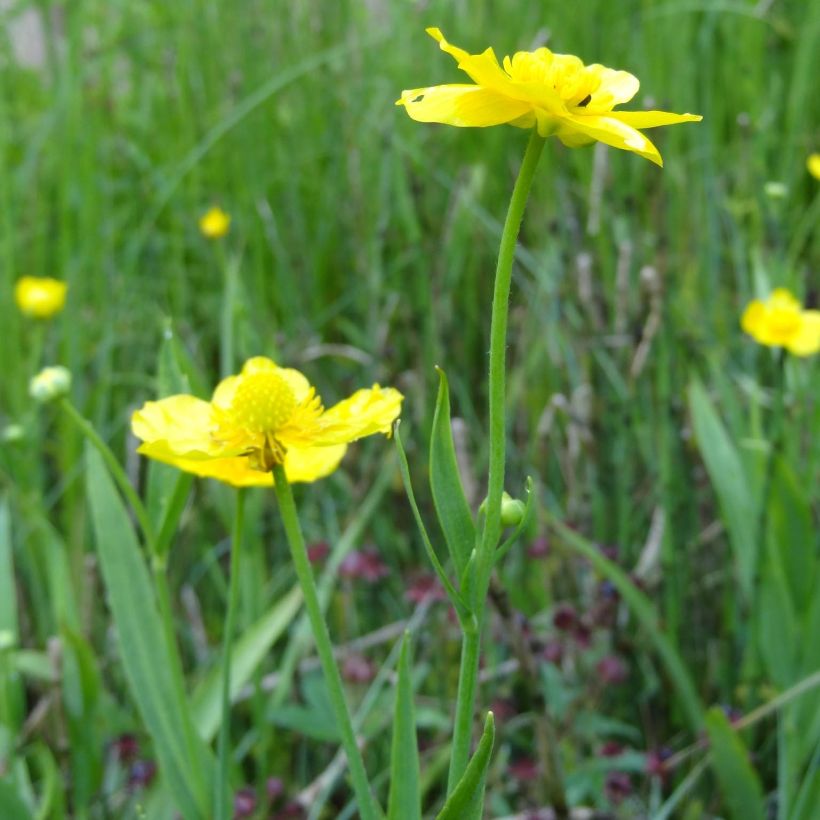 Järvileinikki - Ranunculus lingua (Kukinta)