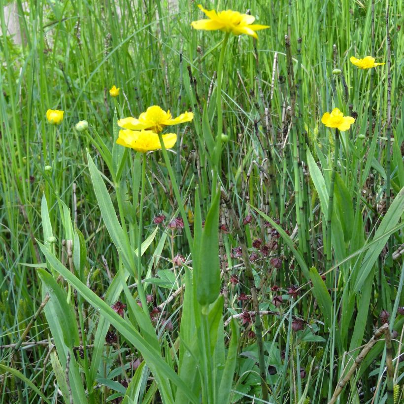 Järvileinikki - Ranunculus lingua (Kasvutapa)