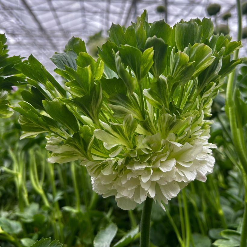Jaloleinikki Crown Giverny (Kukinta)