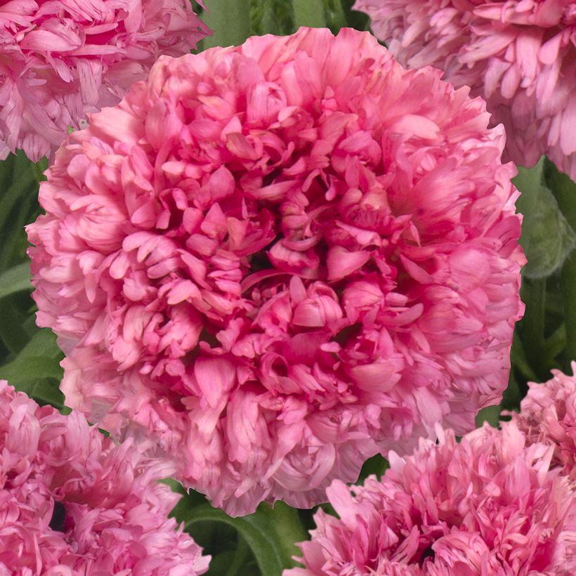 Jaloleinikki Poodle Ramlia (Kukinta)