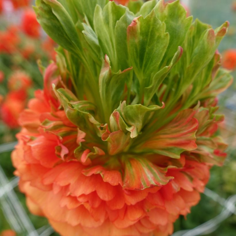 Jaloleinikki Crown Nervion (Kukinta)
