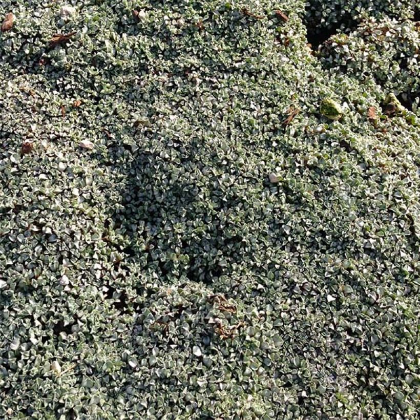Raoulia australis (Kasvutapa)