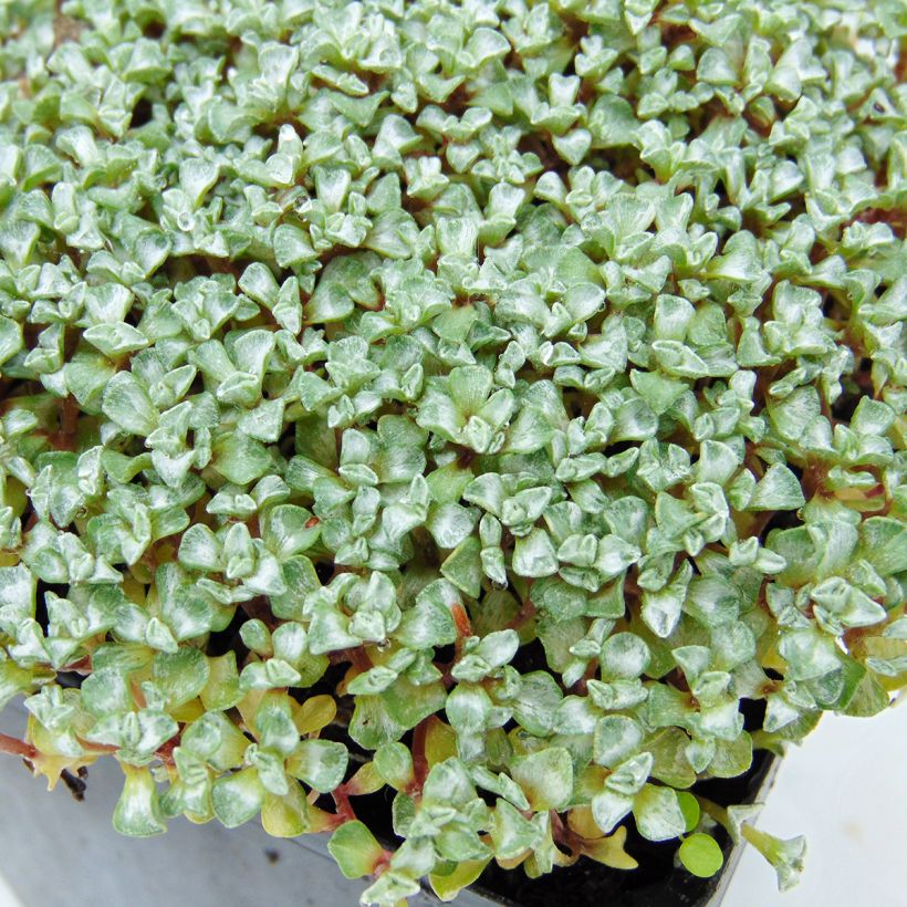 Raoulia australis (Lehvistö)