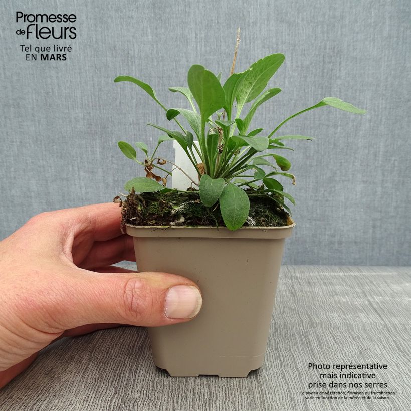 Esimerkki keväällä toimitetusta Keltahatu Red Midget Godet de 8/9 cm-taimesta