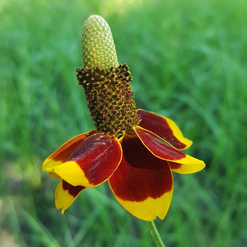 Meksikonkeltahattu (siemenet) - Ratibida columnifera (Kukinta)