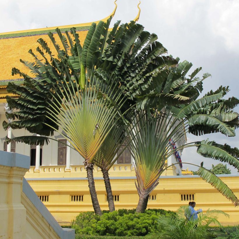 Matkustajainpuu - Ravenala madagascariensis (Kasvutapa)