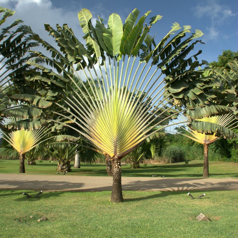 Matkustajainpuu (siemenet) - Ravenala madagascariensis (Kasvutapa)
