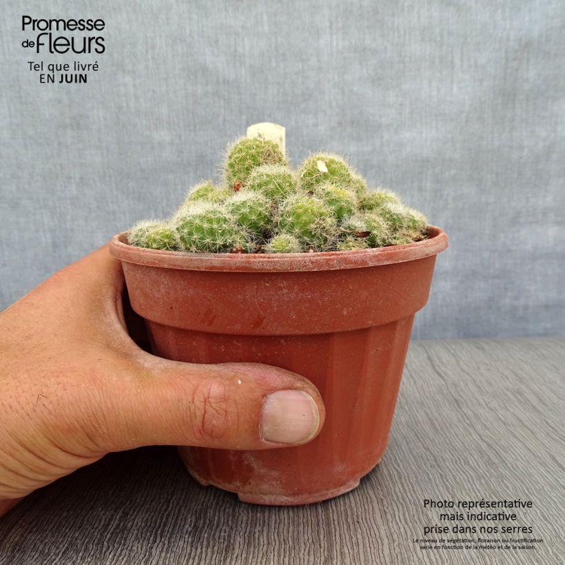 Esimerkki kesällä toimitetusta Rebutia sp. Pot de 12 cm / 13 cm-taimesta